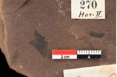 Foto (Detailansicht) von Pinus praepumilio Ettingshausen (NHMW-GEO-2024-0188-0270)